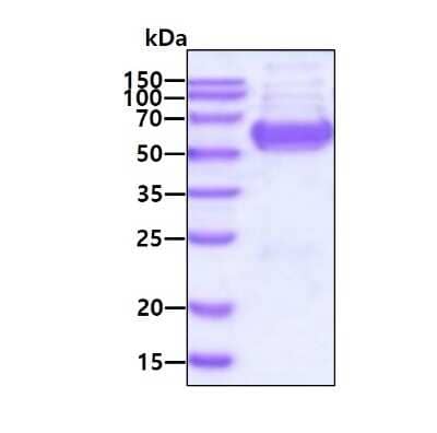 SDS-Page: Recombinant Human GPT2 His Protein [NBP2-23077] - 3ug by SDS-PAGE under reducing condition and visualized by coomassie blue stain